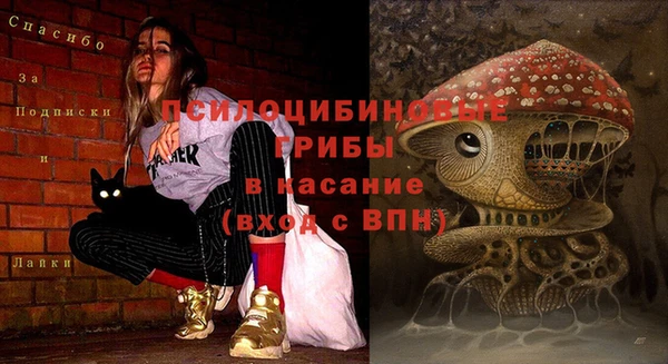 прущие грибы Дмитровск